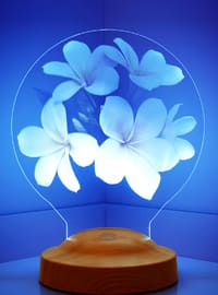 Plumeria flower or frangipani flower as a gift for best friend, Engraved 3D Led Lamp